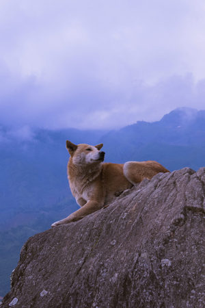 The mountain Dog in Sapa (Vietnam)