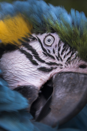 The Blue Macaw
