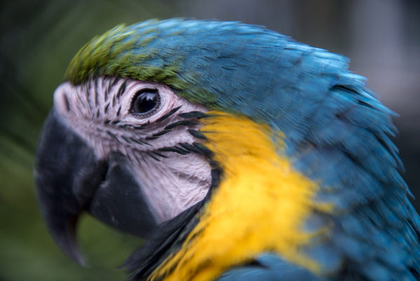 The Blue Gold Macaw