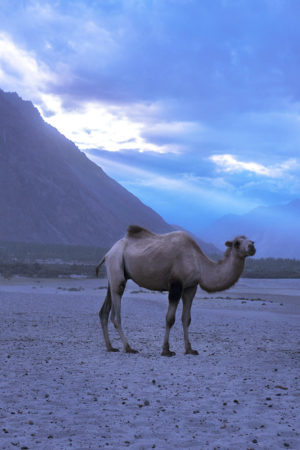 Camel in Ladakh