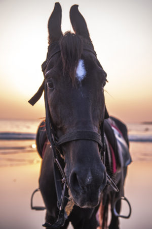 Horse at the Beach